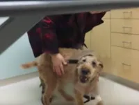 Cachorro cego ganha visão