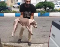 Cadela resgatada e curada de doença de pele