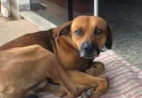 Cachorro Espera Dono em Hospital