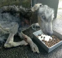 Cachorro resgatado de situação crítica