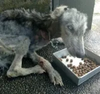 Cachorro estava na beira da morte quando foi resgatado por um anjo.