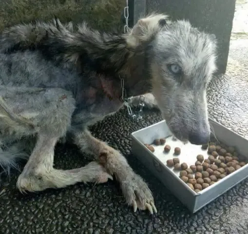 Cachorro estava na beira da morte quando foi resgatado por um anjo.