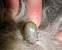 Como evitar doenças de carrapato em cães