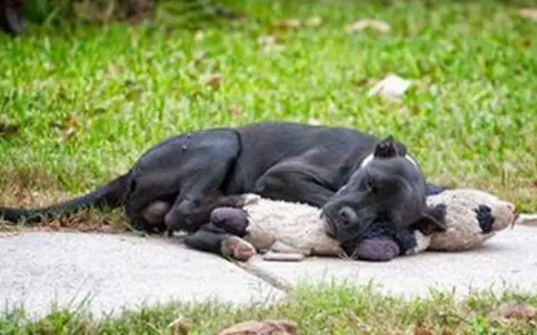 Cachorro abandonado fica abraçado com um ursinho de pelúcia.