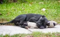 Cachorro abandonado fica abraçado com um ursinho de pelúcia.