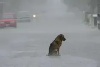 "SEM RAÇA" a História de um Cão de Rua.