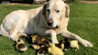 Cachorro adota filhotes de pato