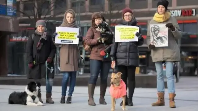 Crueldade: autoridades da Russia estariam matando cães em massa para a Copa do Mundo.