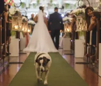Cachorro Católico em Procissão e Missa