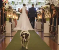 Cachorro 'católico' vai a procissão, participa de missa e casamento e faz sucesso nas redes sociais em MG.