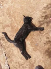 Animais mortos em Ituiutaba