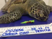 Lixo e animais: impacto em SP