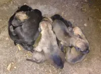 Cadela e filhotes resgatados em Fortaleza