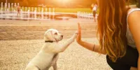 A perda de um animal é séria