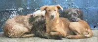 Cresce 40% animais abandonados em Guaratiba