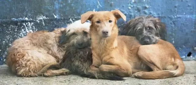 Cresce 40% o número de animais abandonados em Guaratiba (RJ).