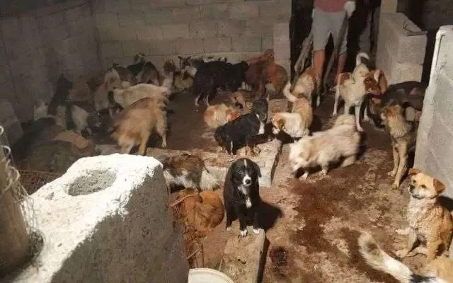 Mais de 100 cães são salvos de matadouros antes do Festival de Yulin.