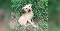 Cadelinha abandonada conquista corações