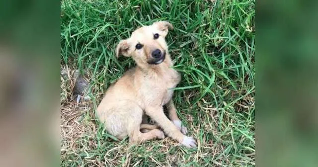 Cadelinha abandonada corre em direção a viajante e rouba de imediato seu coração.