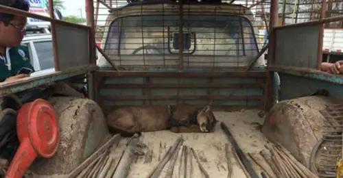 Animal de circo viveu 20 anos acorrentado. Assista à reação dele quando finalmente está em liberdade.