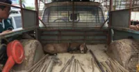 Animal de Circo em Liberdade: Veja a Reação