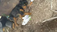Cadela abandonada busca um novo lar