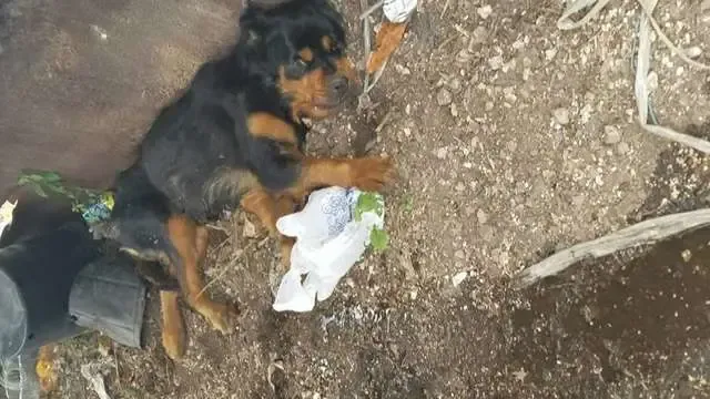 Cadela paralisada e abandonada em lixeira nunca pensou que alguém a iria encontrar.