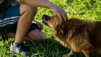 Estudo prova o óbvio: cachorros sabem quando donos estão mal e farão de tudo para confortá-los.