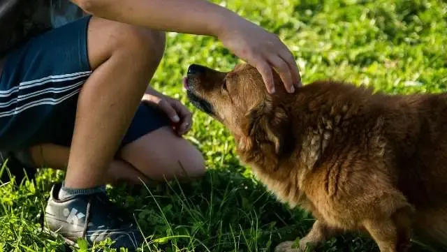 Estudo prova o óbvio: cachorros sabem quando donos estão mal e farão de tudo para confortá-los.