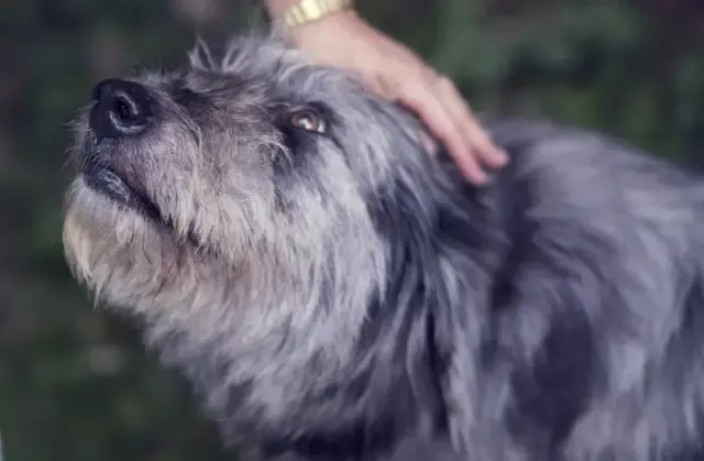 Cães correm mais rápido para salvar o dono ao ouvi-lo chorar, diz estudo.