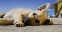 Morte de animal de estimação e seu impacto