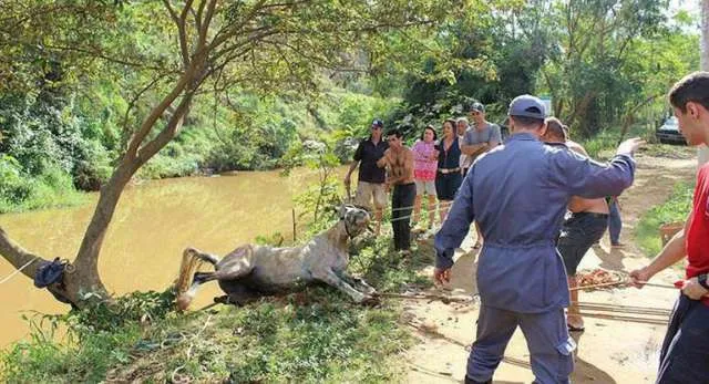 Bombeiros resgatam cavalo após carroça cair em rio em Muriaé (MG).