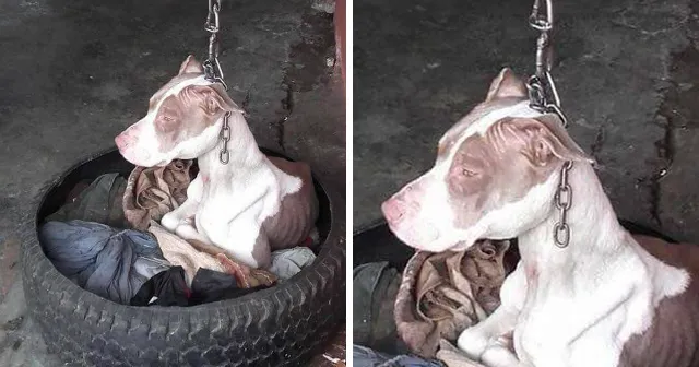 Cadela mantida em corrente curta não conseguia nem descansar a cabeça, mas após ser salva tudo mudou.