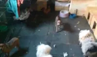 Resgate de 60 cães vitimas de maus-tratos