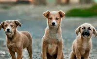 Cães entendem choro dos donos
