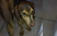 Cachorro é resgatado desnutrido e sem andar após família se mudar de casa e abandoná-lo, em Goiânia.