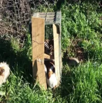 Filhotes de cachorro abandonados em caixa