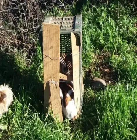 Crueldade – Filhotes de cachorro são abandonados dentro de caixa fechada em São Joaquim.