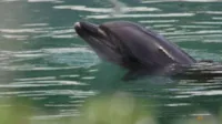 Golfinho Sozinho em Lagoa