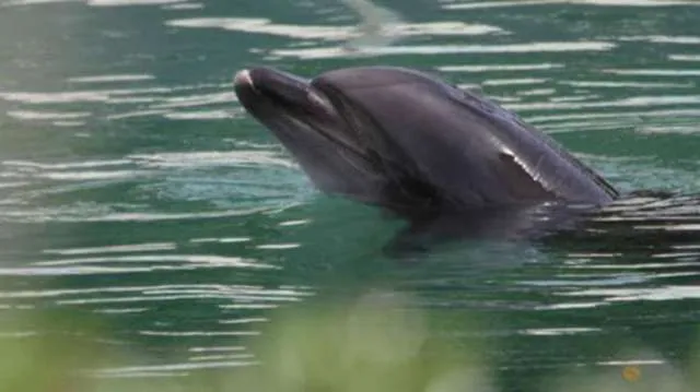 Golfinho foi deixado sozinho em sua lagoa, enquanto o parque foi fechado ao público.