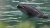 Golfinho foi deixado sozinho em sua lagoa, enquanto o parque foi fechado ao público.