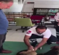 Cachorro ferido busca refúgio e se salva