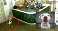 Pitbull invade loja e funcionários se assustam: Cuidado Cenas Fortes de Fofura.