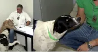 Cachorrinhos adotados por policiais