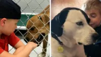 Menino que salvou 1200 cachorros