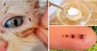 Como se livrar das pulgas em cães