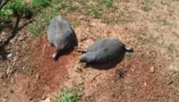 Morador multado por abandono de animais em Marapoama