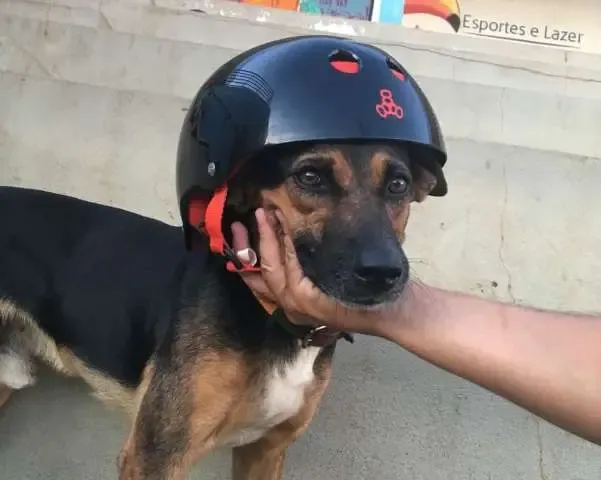 Cão de rua é adotado por skatistas e ganha casa temática na pista de Votuporanga.