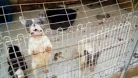 Mais de 140 cães resgatados para adoção