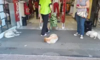 Loja carioca oferece abrigo para cães no sol
